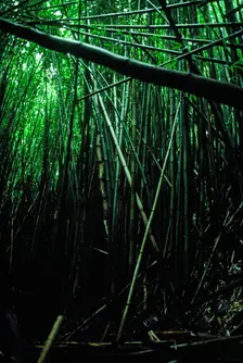 Bamboo Forest. Creator: Robert Manno