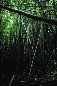 Bamboo Forest. Creator: Robert Manno
