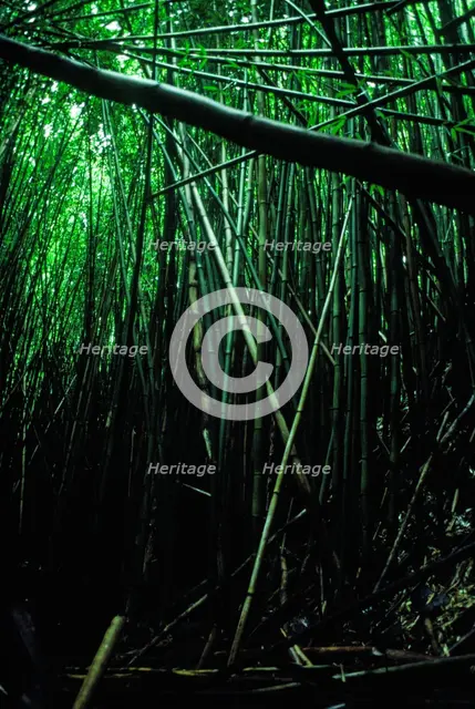 Bamboo Forest. Creator: Robert Manno.