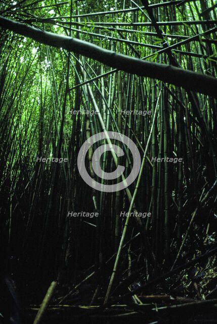 Bamboo Forest. Creator: Robert Manno.