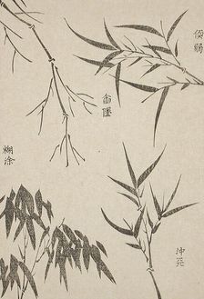 Bamboo Leaves at Various Stages of Growth, c1850. Creator: Unknown