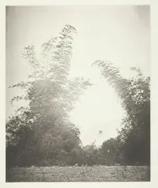 Bamboos at Baksa, Formosa, c. 1868. Creator: John Thomson