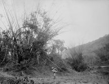Bamboos on the Temasopa [sic], between 1880 and 1897. Creator: William H. Jackson