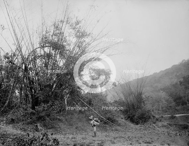 Bamboos on the Temasopa [sic], between 1880 and 1897. Creator: William H. Jackson.