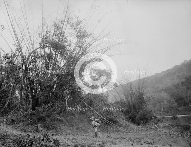 Bamboos on the Temasopa [sic], between 1880 and 1897. Creator: William H. Jackson.