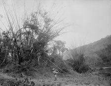Bamboos on the Temasopa [sic], between 1880 and 1897. Creator: William H. Jackson
