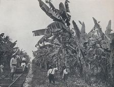 Banana Plantation 1924