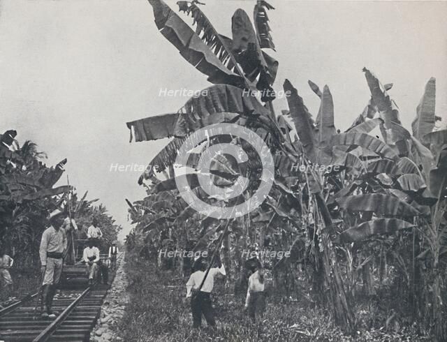 'Banana Plantation', 1924. Artist: Unknown.