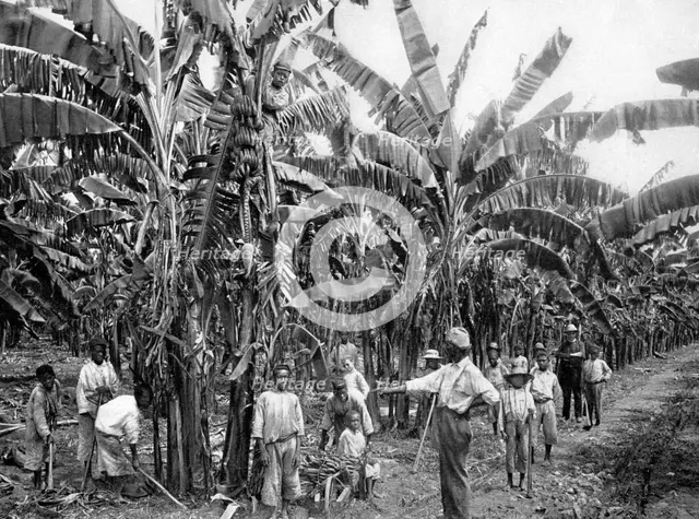 Banana plantation, Jamaica, c1905.Artist: Adolphe Duperly & Son