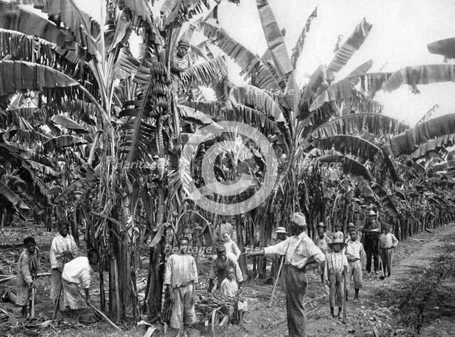 Banana plantation, Jamaica, c1905.Artist: Adolphe Duperly & Son