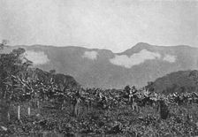 Bananal (Cubatao) (Bananas, Cubato), 1895. Artist: Johan Albert Constantin Lofgren