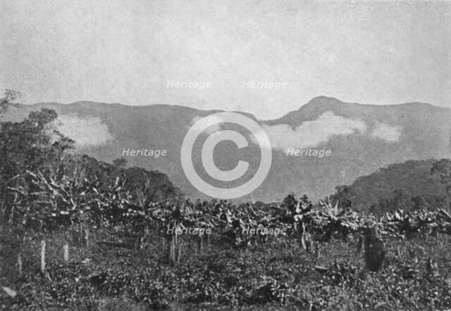 'Bananal (Cubatao)', (Bananas, Cubato), 1895. Artist: Johan Albert Constantin Lofgren.