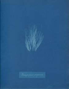 Bangia fusco-purpurea, ca. 1853. Creator: Anna Atkins