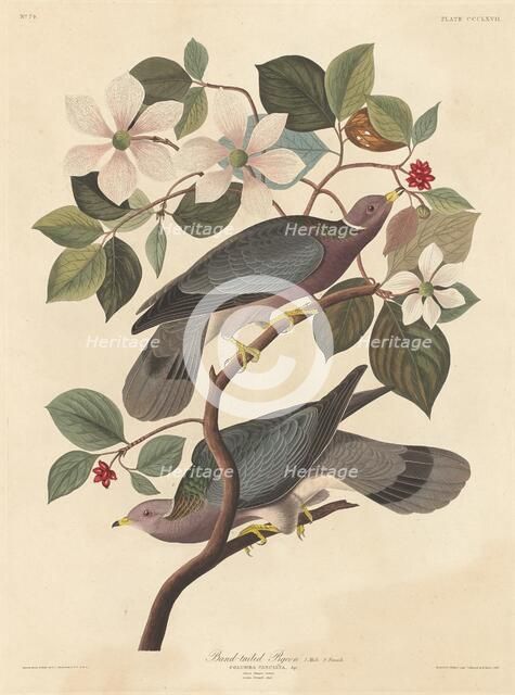 Band-tailed Pigeon, 1837. Creator: Robert Havell.