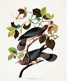 Band Tailed Pigeon, Columba Fasciata, 1845