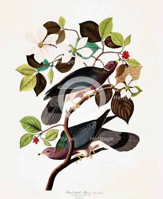 Band Tailed Pigeon, Columba Fasciata, 1845.