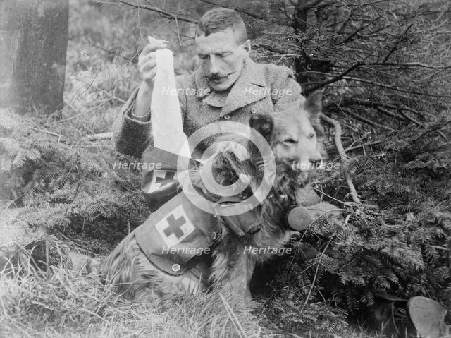 Bandages from kit of British Dog, between 1914 and c1915. Creator: Bain News Service.
