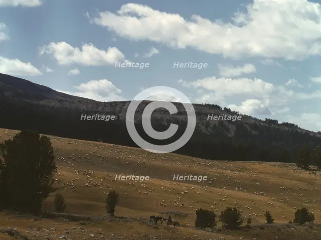 Bands of sheep on the Gravelly Range at the foot of Black Butte, Madison County, Montana, 1942. Creator: Russell Lee.