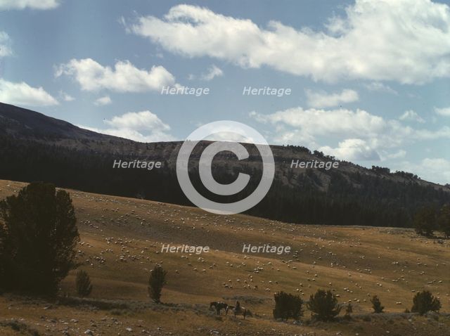 Bands of sheep on the Gravelly Range at the foot of Black Butte, Madison County, Montana, 1942. Creator: Russell Lee.