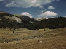 Bands of sheep on the Gravelly Range at the foot of Black Butte, Madison County, Montana, 1942. Creator: Russell Lee