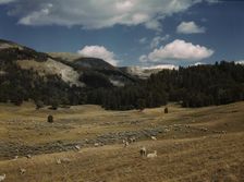 Bands of sheep on the Gravelly Range at the foot of Black Butte, Madison County, Montana, 1942. Creator: Russell Lee
