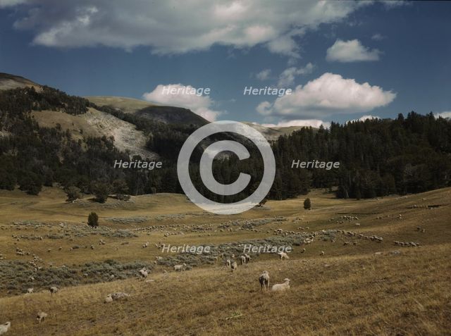 Bands of sheep on the Gravelly Range at the foot of Black Butte, Madison County, Montana, 1942. Creator: Russell Lee.