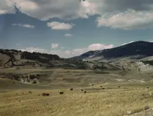 Bands of sheep on the Gravelly Range at the foot of Black Butte, Madison County, Montana, 1942. Creator: Russell Lee