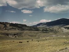 Bands of sheep on the Gravelly Range at the foot of Black Butte, Madison County, Montana, 1942. Creator: Russell Lee