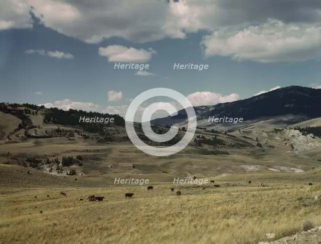 Bands of sheep on the Gravelly Range at the foot of Black Butte, Madison County, Montana, 1942. Creator: Russell Lee.