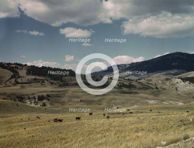 Bands of sheep on the Gravelly Range at the foot of Black Butte, Madison County, Montana, 1942. Creator: Russell Lee.
