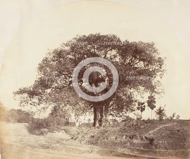 [Banian Tree], 1850s. Creator: Captain R. B. Hill.