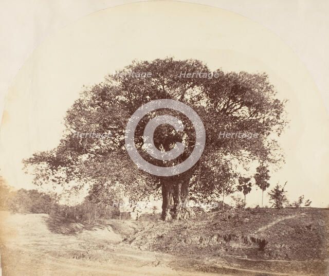 [Banian Tree], 1850s. Creator: Captain R. B. Hill.