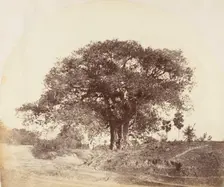 [Banian Tree], 1850s. Creator: Captain R. B. Hill