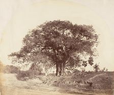 [Banian Tree], 1850s. Creator: Captain R. B. Hill