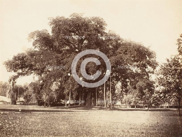 Banian Tree in Commissioner Grote's Garden, Alipoor, Calcutta, 1858-61. Creator: Unknown.