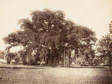 Banian Tree in Commissioner Grote's Garden, Alipoor, Calcutta, 1858-61. Creator: Unknown