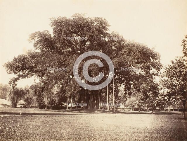 Banian Tree in Commissioner Grote's Garden, Alipoor, Calcutta, 1858-61. Creator: Unknown.