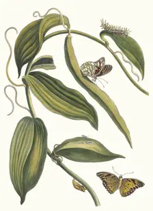 Banille. From the Book Metamorphosis insectorum Surinamensium, 1705. Creator: Merian, Maria Sibylla (1647-1717)