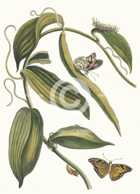 Banille. From the Book Metamorphosis insectorum Surinamensium, 1705. Creator: Merian, Maria Sibylla (1647-1717).