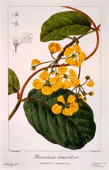 Banisteria: B. tormentosa, pub. 1836. Creator: Panacre Bessa (1772-1846)