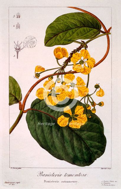 Banisteria: B. tormentosa,  pub. 1836. Creator: Panacre Bessa (1772-1846).