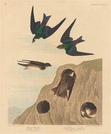 Bank Swallow and Violet-green Swallow, 1837. Creator: Robert Havell