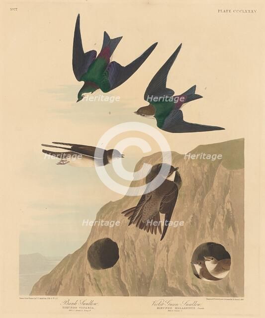 Bank Swallow and Violet-green Swallow, 1837. Creator: Robert Havell.