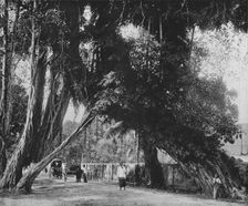 Banyan Tree at Kalutara c1890, (1910). Artist: Alfred William Amandus Plate