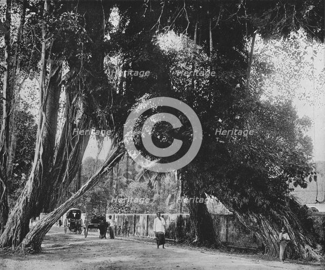 'Banyan Tree at Kalutara', c1890, (1910). Artist: Alfred William Amandus Plate.