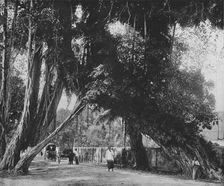 Banyan Tree at Kalutara c1890, (1910). Artist: Alfred William Amandus Plate