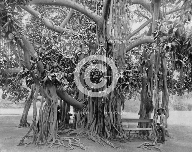 Banyan tree, Kingston Park, Jamaica, c1905.Artist: Adolphe Duperly & Son