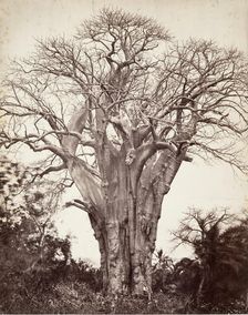 Baobab à Mohéli, 1863. Creator: Désiré Charnay