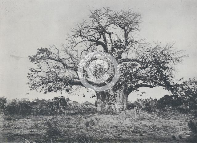'Baobab-Tree', 1924. Artist: John Kirk.