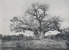 Baobab-Tree 1924. Artist: John Kirk